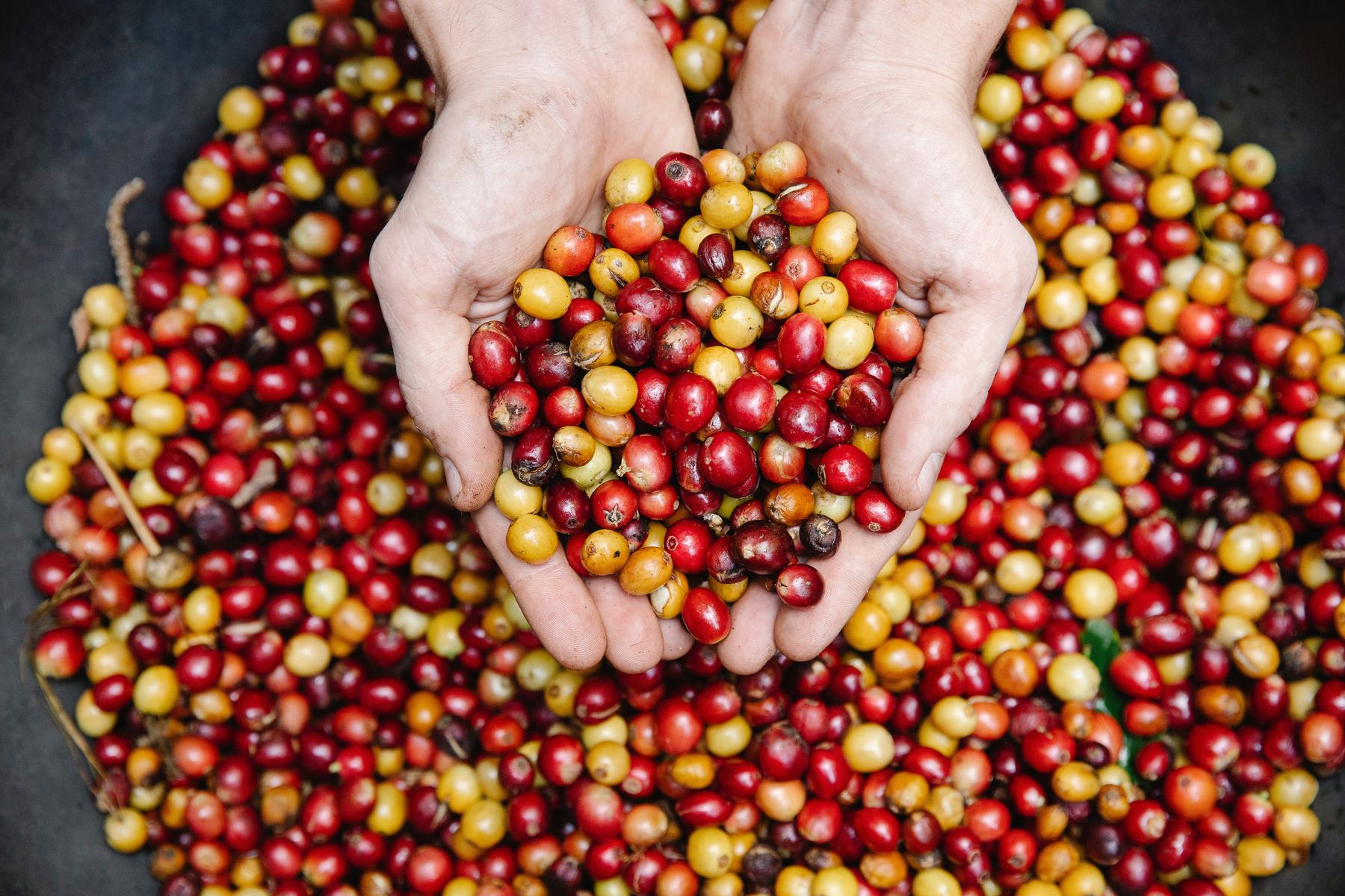 Two hands holding freshly picked red and yellow coffee cherries